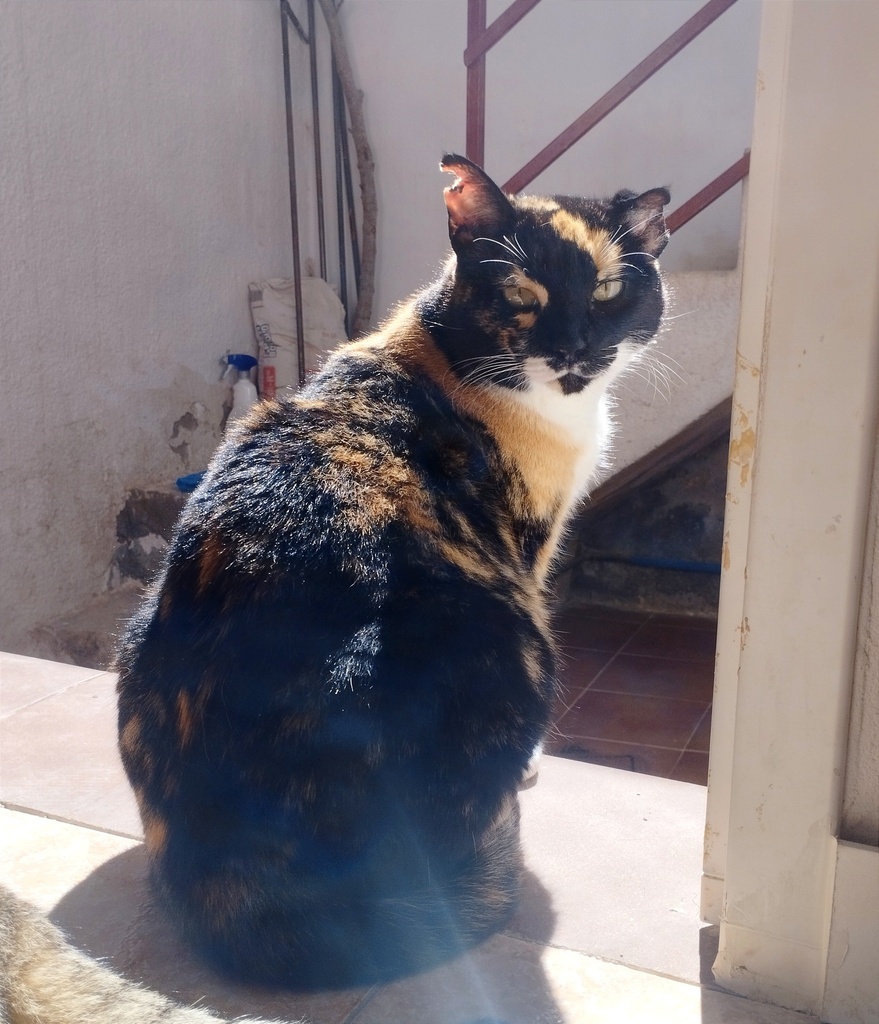Triana