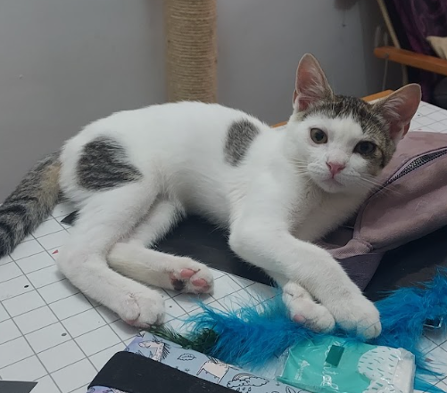 Kovu