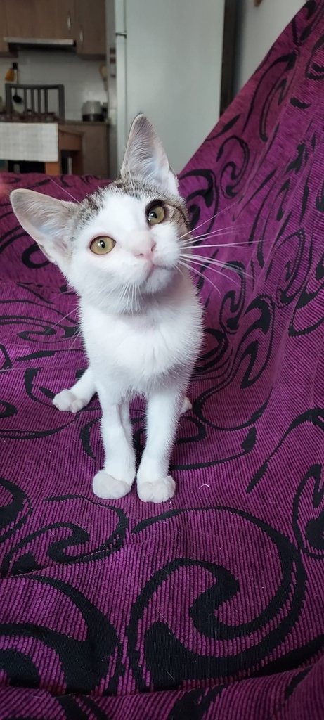 Kovu