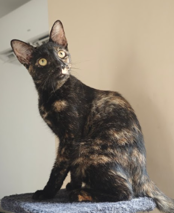 Gamora