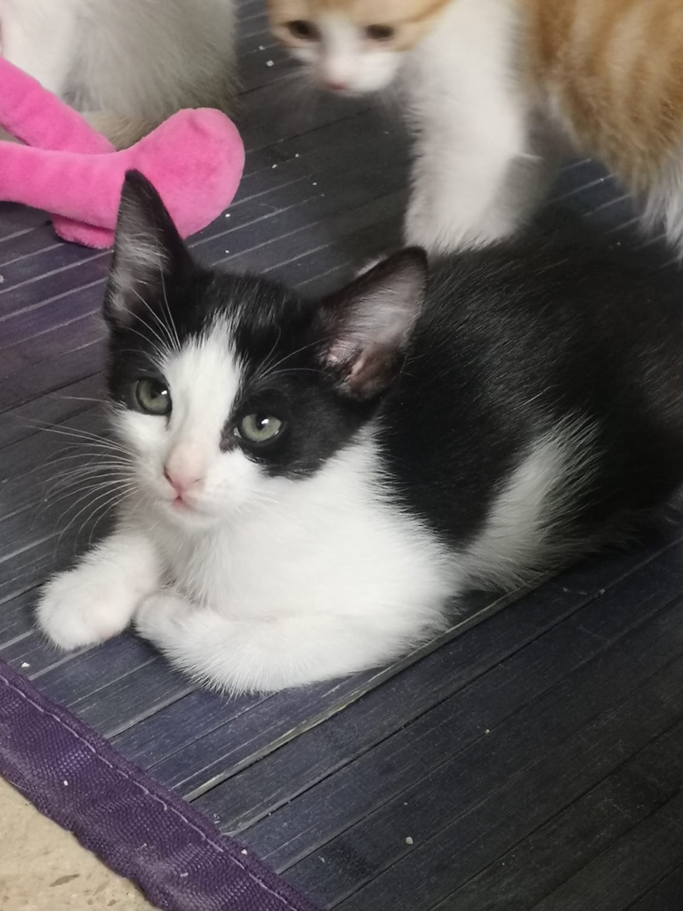 Indi