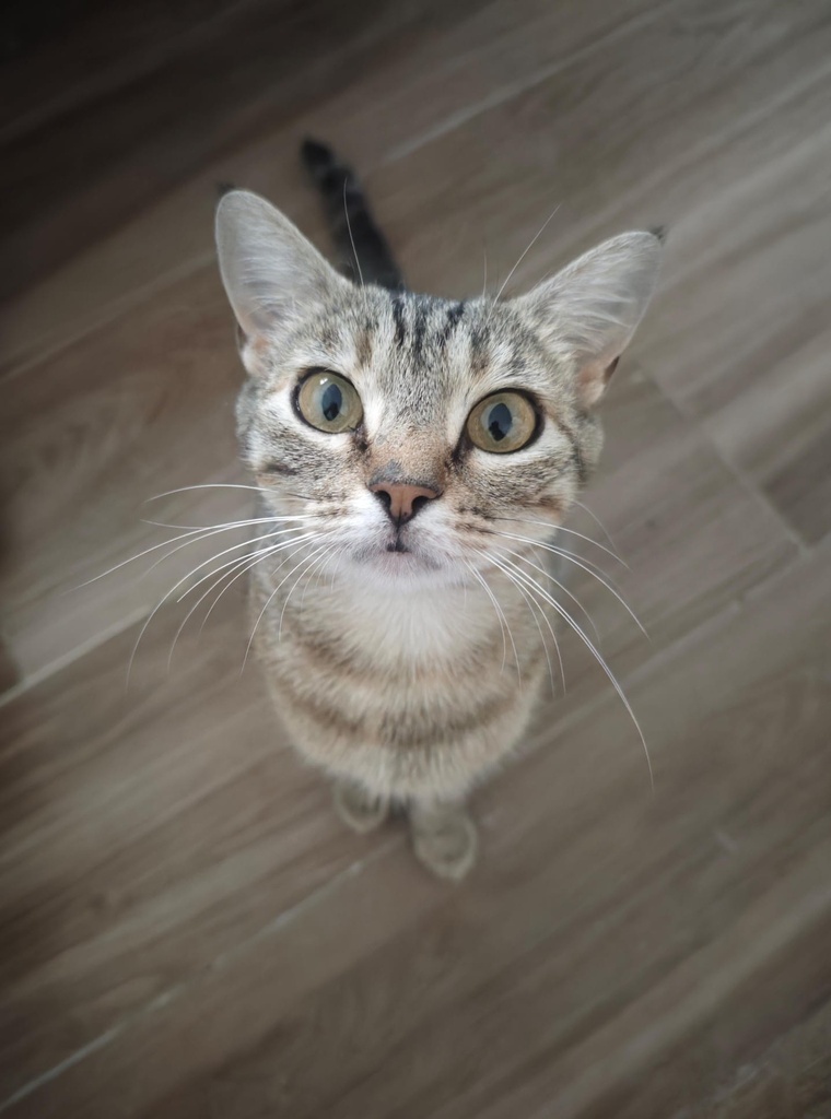Sammy