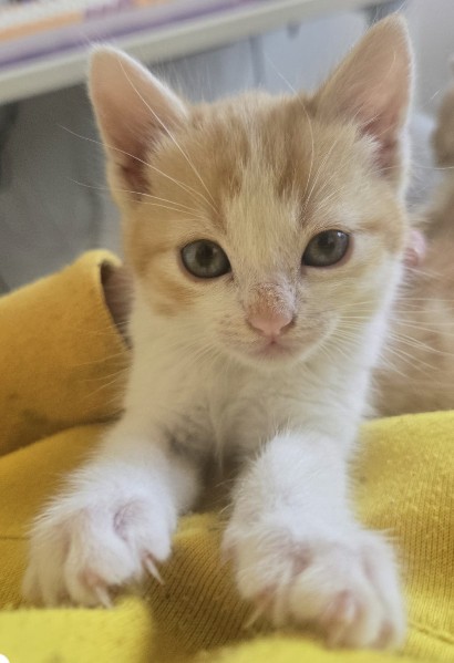 Natilla