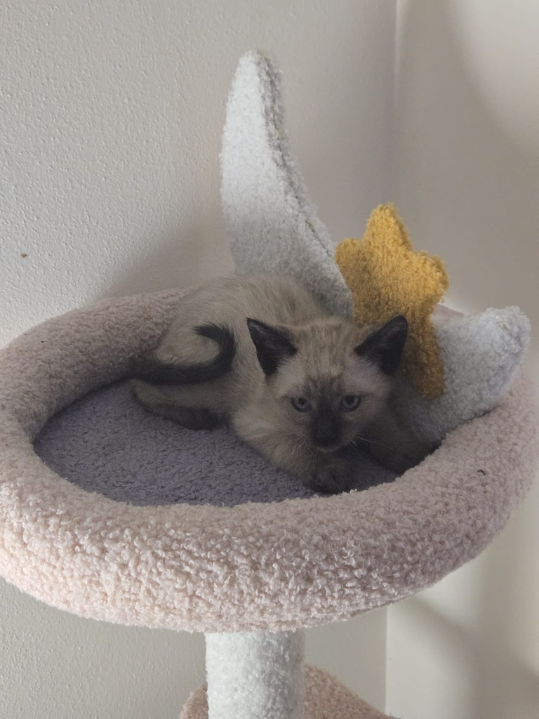 Nimbus
